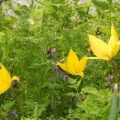 tulipa-hungarica-tunyogmatolcs